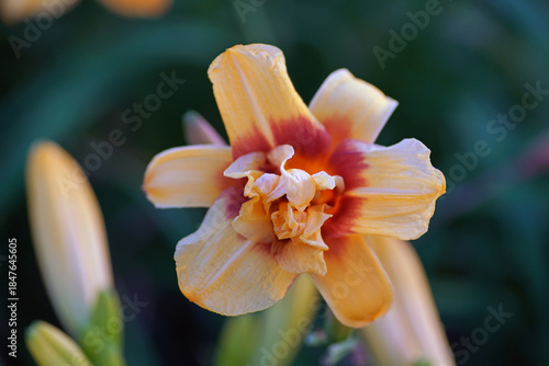 The flower head of a Daylily 