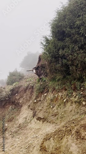 Himalaya mountain valley, Woolen Yak eating wild grass in a foggy mountain valley, under the sky.