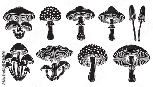 Forest Colorful mushroom Illustration Set with Cute Hand Drawn Nature fungi Elements vector
