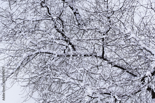 snow-covered tree branches in winter after a snowfall.