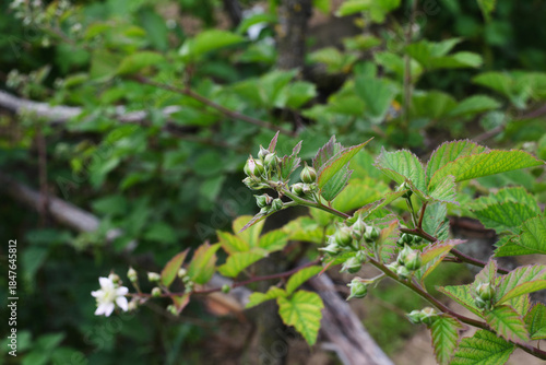 Blackberry buds of a variety in a farm garden.