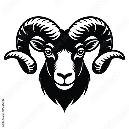 black and white sheep