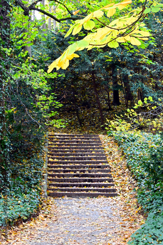 Park stairs covered with autumn leaves. Natural background