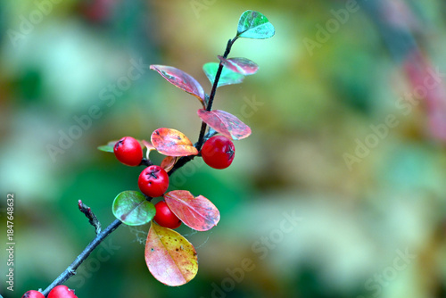 Cotoneaster plant, foliage and fruit