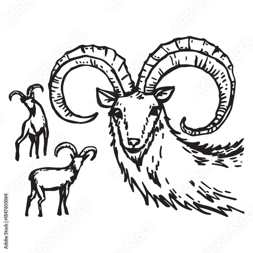 Set of mountain goats in different sizes