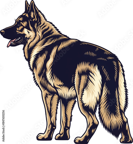 King Shepherd dog standing rear view looking away pose