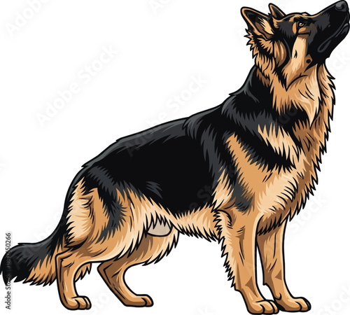 King Shepherd dog standing looking up attentive obedient pose
