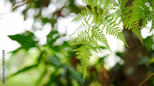 Delicate green fern leaf swaying with bright morning bokeh background
