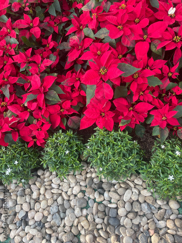Wallpaper Mural Garden border with red poinsettias and stones Torontodigital.ca