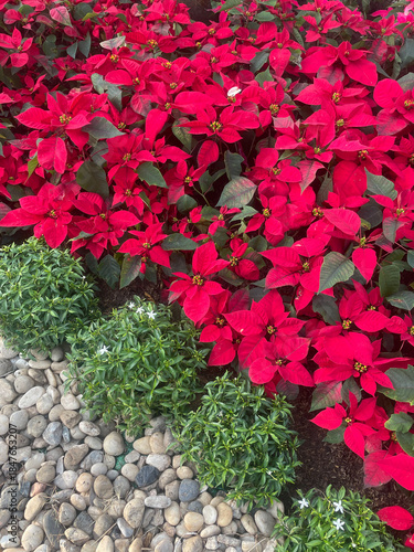 Wallpaper Mural Red poinsettia leaves texture or background Torontodigital.ca