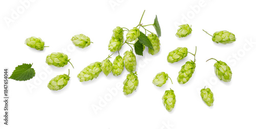 Photos Fresh green hop cones isolated on a pristine white background
