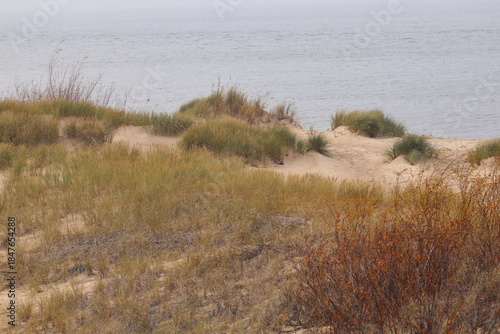 Colorful autumn grasses and shrubs on the dune.