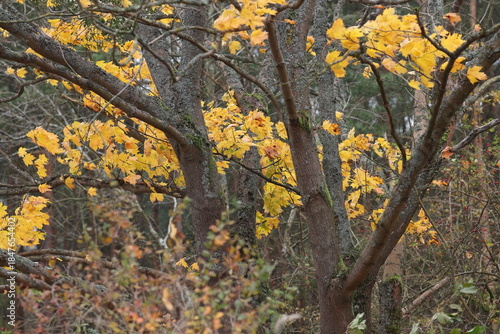 Green moss on the trees and yellow autumn leaves.