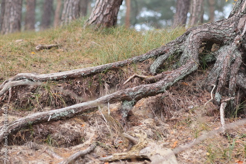 Long tree roots sticking out of the sand.
