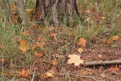 Brown autumn maple leaves on green grass.