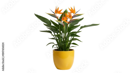 Bird of paradise plant in yellow pot isolated PNG, tropical flower arrangement for home decor and exotic floral designs