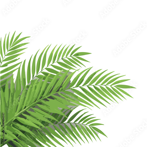 palm leaf isolated on vector graphic design