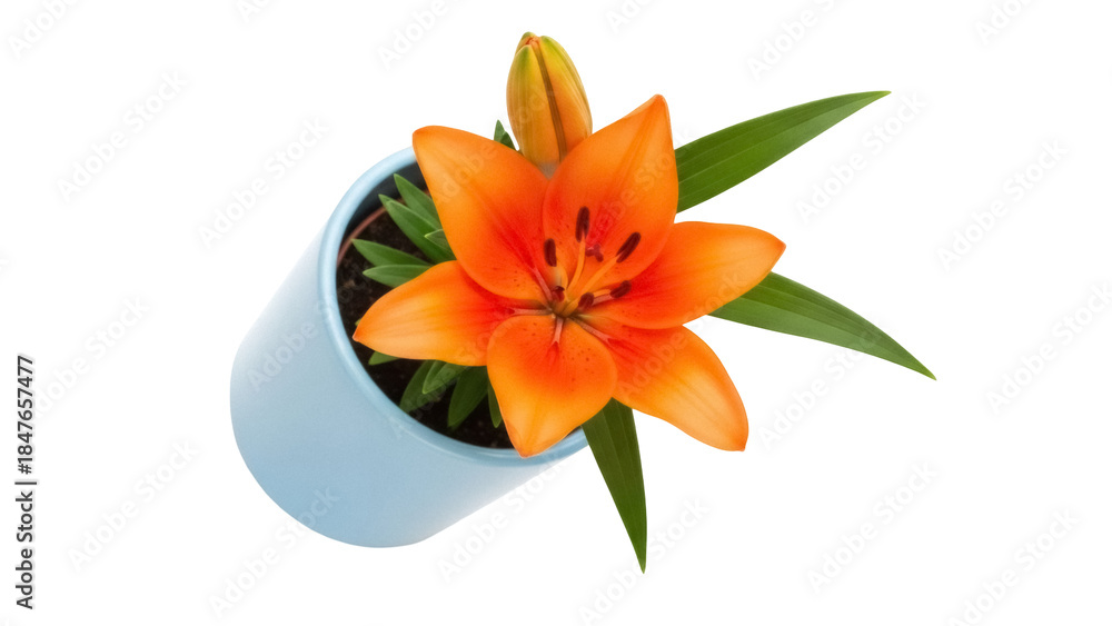 Fototapeta premium Bright orange lily in a blue pot isolated PNG, vibrant flower on transparent background for spring designs and floral compositions