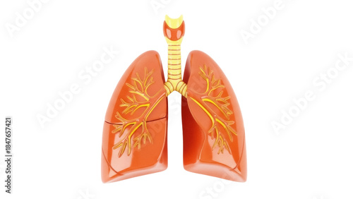 Bild auf Leinwand Human lungs model isolated PNG, anatomical organ with trachea and bronchi on tra