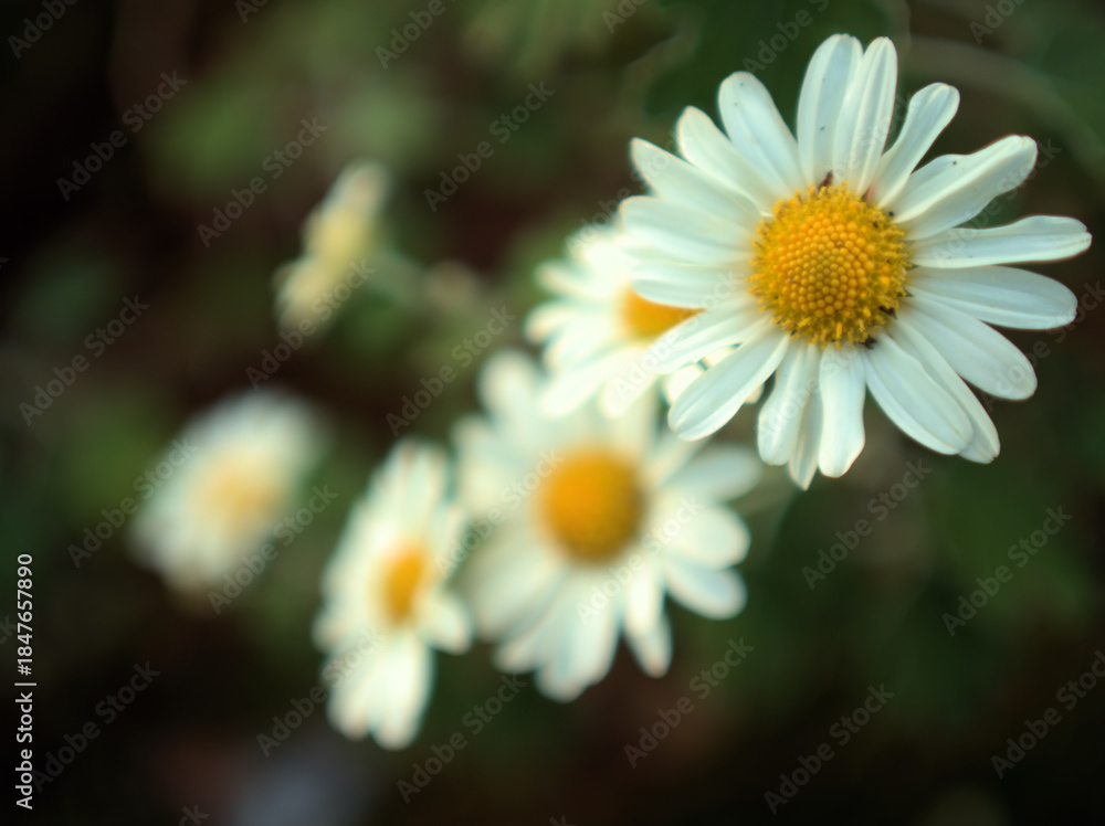 Obraz premium 11月に咲いた白くて可憐なサツマノギク(薩摩野菊)