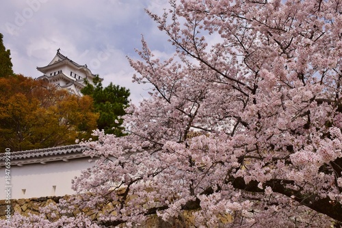 満開の桜につつまれる姫路城