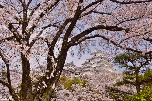 満開の桜につつまれる姫路城