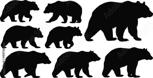 Set of black bear silhouettes walking and standing in various poses, isolated vector illustration of grizzly and brown bears for wildlife and nature design