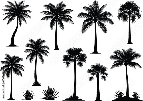 A collection of various palm tree silhouettes illustrating tropical and exotic nature designs