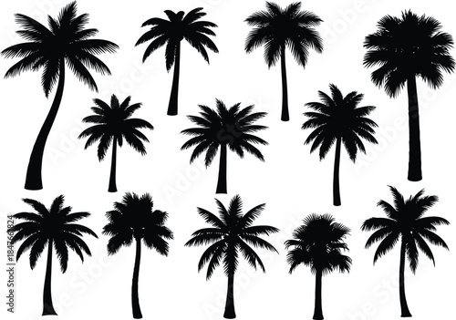 A collection of various detailed black palm tree silhouettes isolated on white background