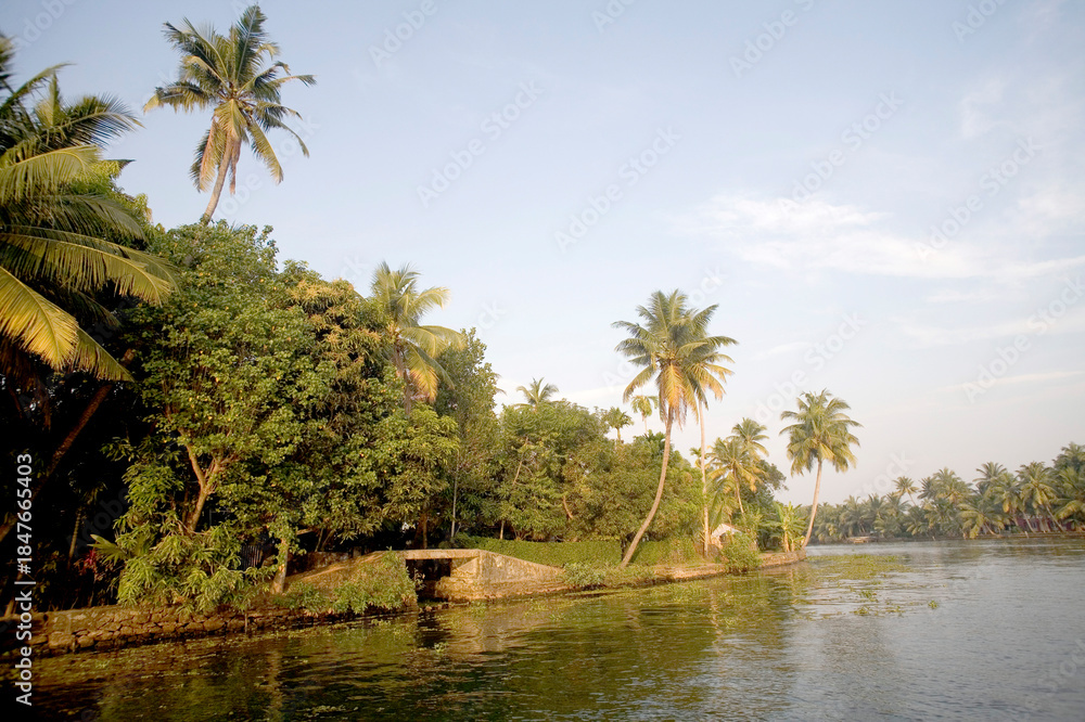Obraz premium palm trees on the river