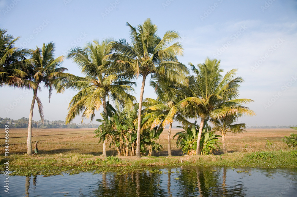 Obraz premium palm trees in the water