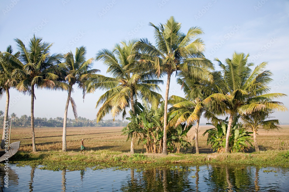 Obraz premium palm trees in the water
