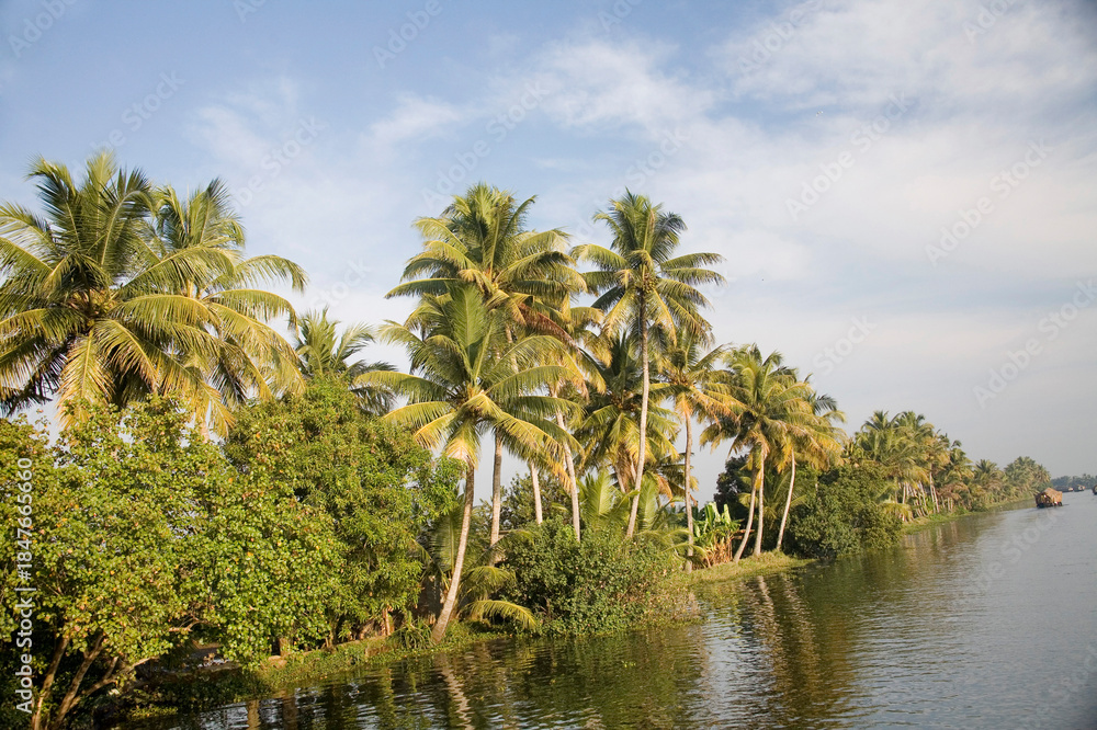 Obraz premium palm trees on the river