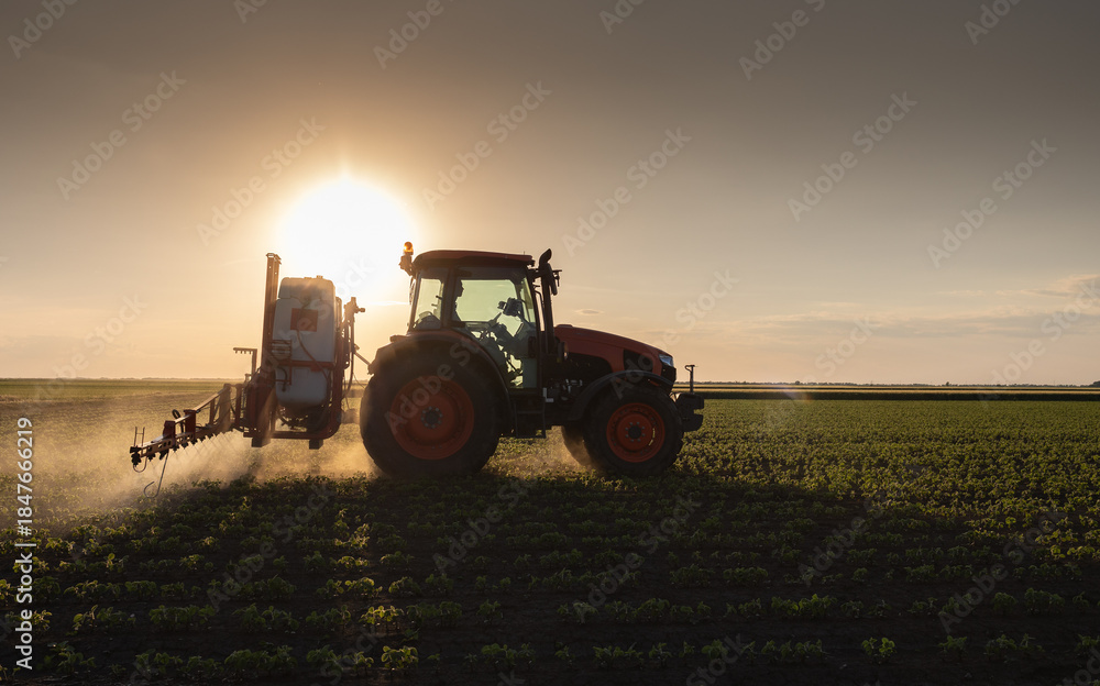 Fototapeta premium Tractor spraying crops in a lush green field at sunset.