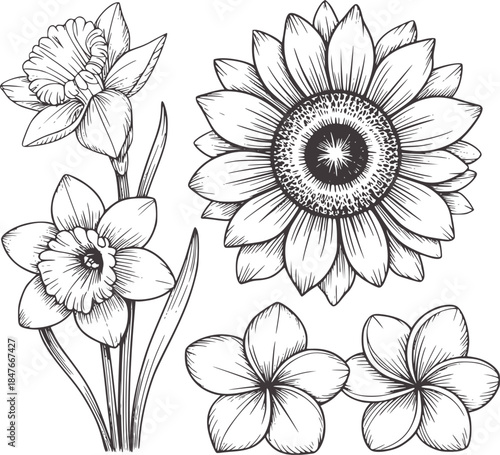 Black and white hand drawn daffodils and sunflower floral set