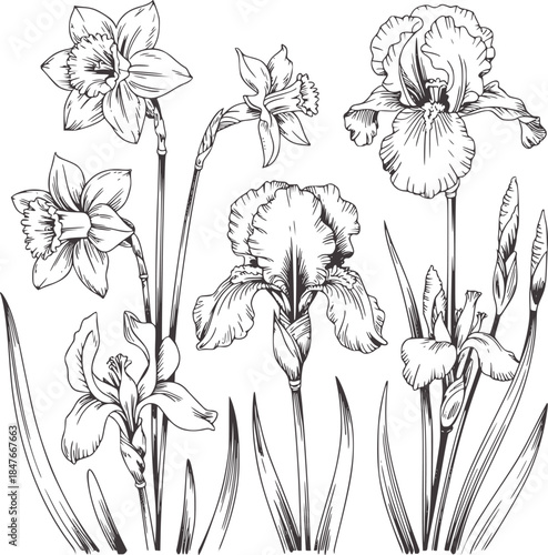 Hand drawn black and white botanical daffodil and iris