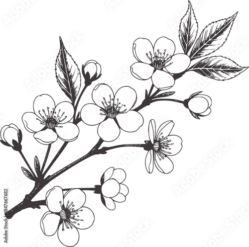 Hand drawn black and white cherry blossom branch with buds