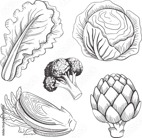 Monochrome hand drawn featuring leafy cabbage broccoli artichoke and leek