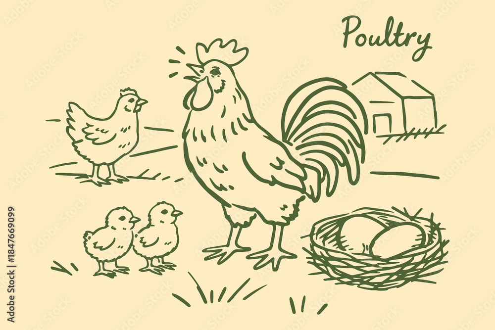 Fototapeta premium Poultry farm chicken rooster chicks eggs hand drawn sketch vector