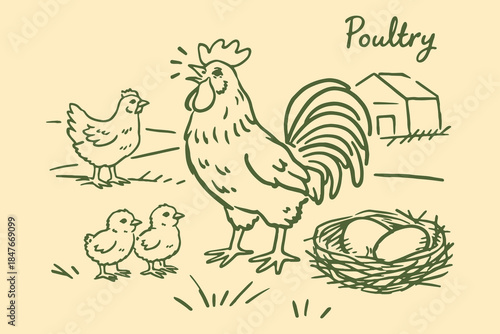 Poultry farm chicken rooster chicks eggs hand drawn sketch vector