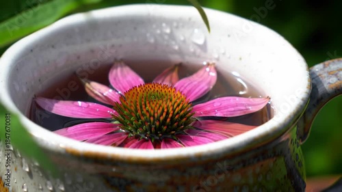 Pink echinacea bloom rests in a ceramic mug filled with water, set against blurred green foliage