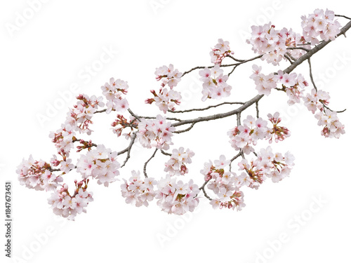 サクラ　ソメイヨシノ