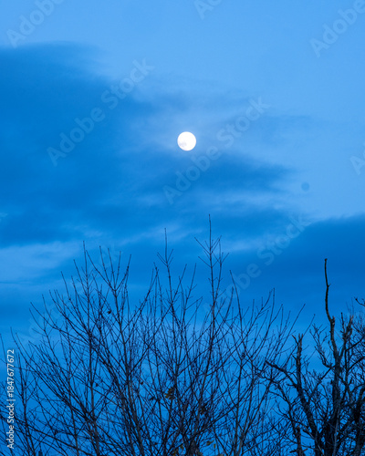 moon and trees