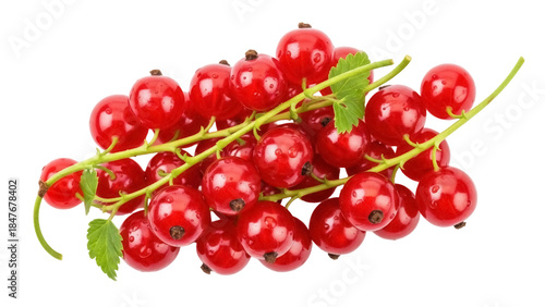 Isolated fresh red currants with green stems, a healthy treat with slightly sour taste