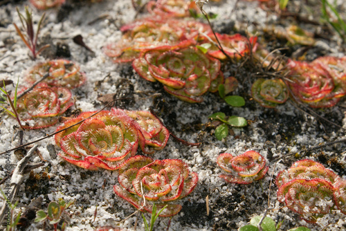 Painted sundew (Drosera zonaria) rosettes, close-up, Western Australia