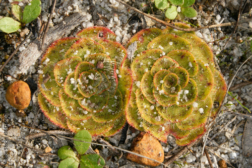Close-up of two rosettes of painted sundew (Drosera zonaria) in natural habitat, Western Australia