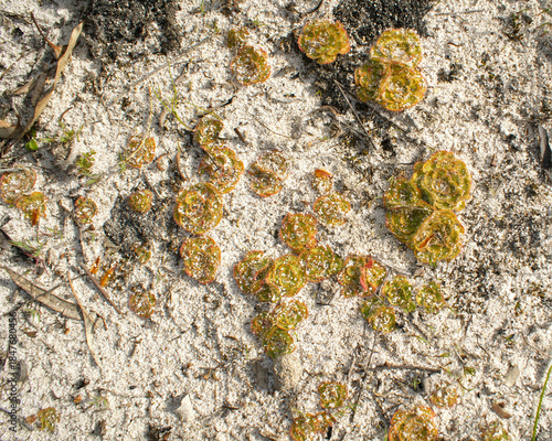 Painted sundew (Drosera zonaria) colony growing in white sand, Southwest Australia