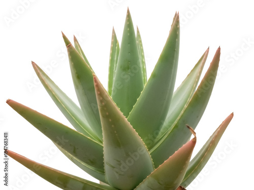 Isolated aloe vera plant, spiky succulent foliage, green and red-tipped leaves in studio shot
