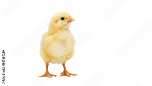 Isolated Baby chicken stands alert, a newborn chick posing on a plain surface, alone