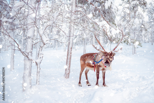 Majestic Reindeer with Antlers in Snowy Winter Forest During Snowfall. A beautiful reindeer wearing a colorful traditional harness stands in a pristine, snow-covered forest during a gentle snowfall. T